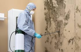 Reliable Wink, TX Mold Prevention & Removal  Solutions